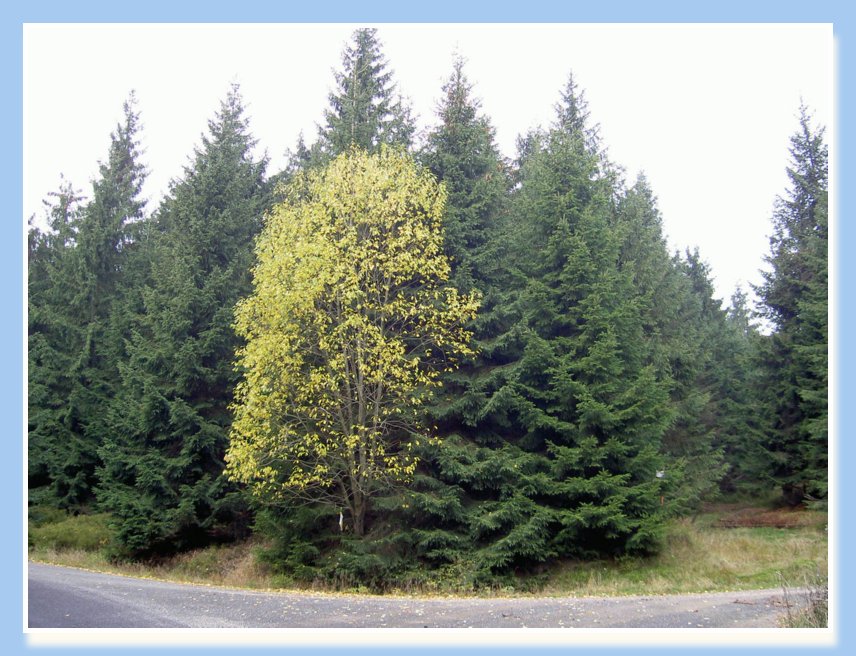20-22.10.2006 NAROZENINY-JIZERKY 033
